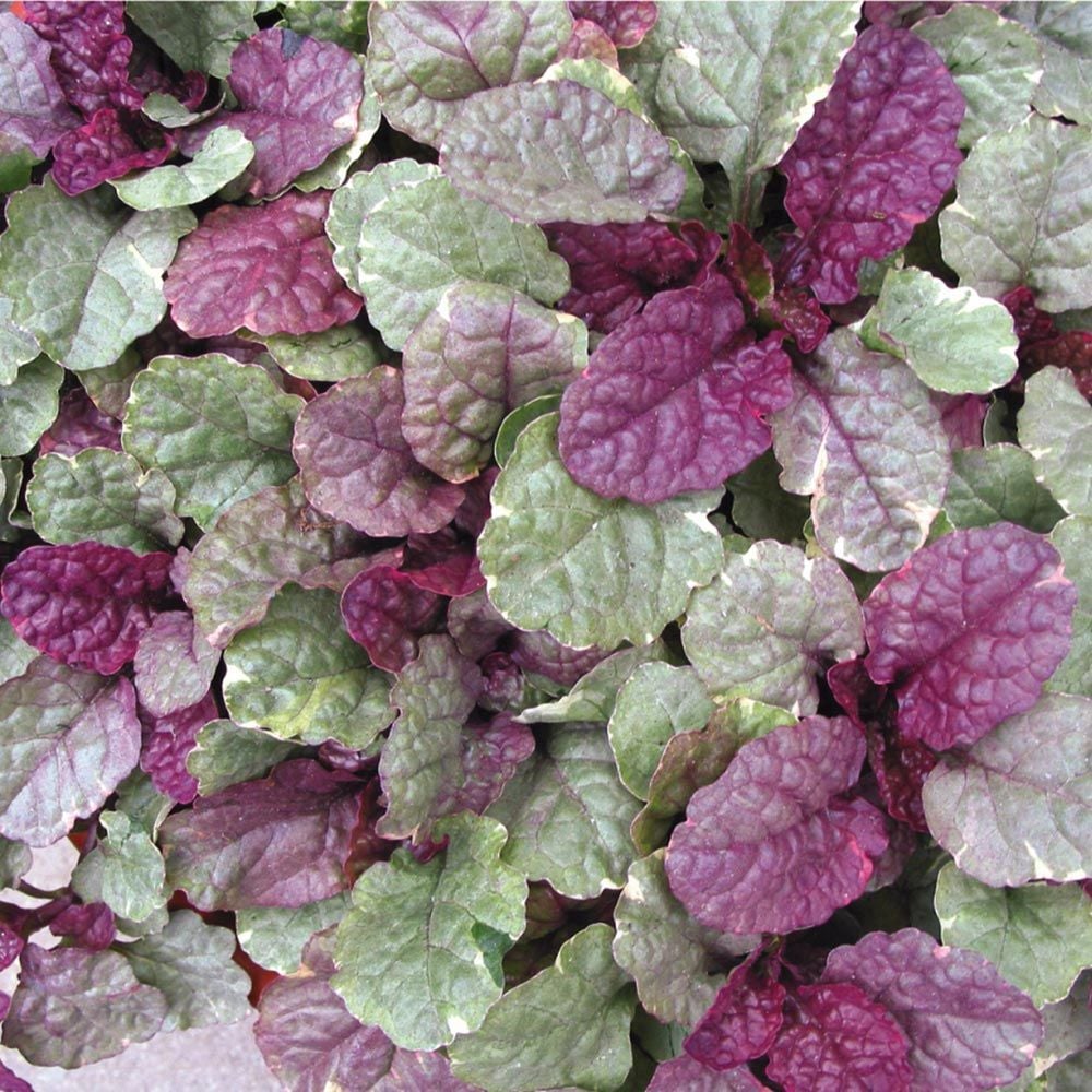 Ajuga reptans Sugar Plum