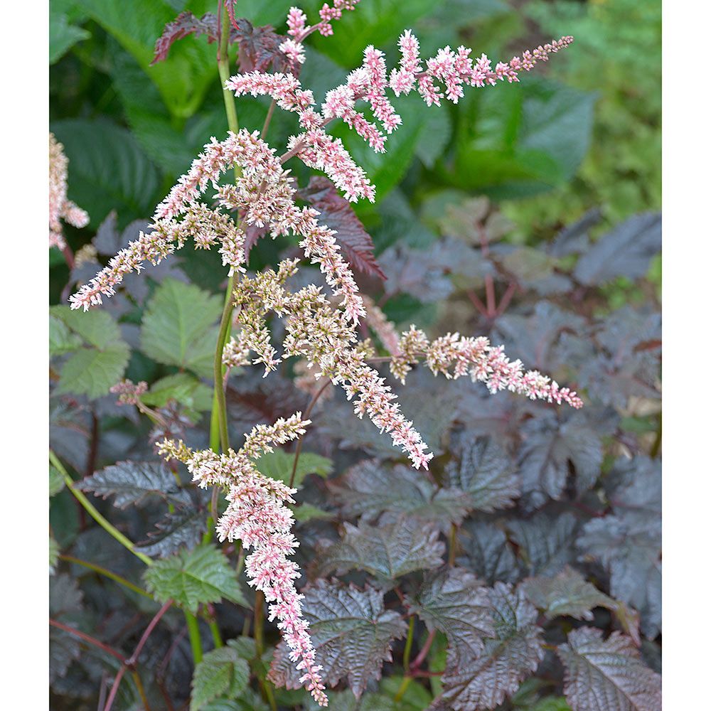 Astilbe Chocolate Shogun White Flower Farm