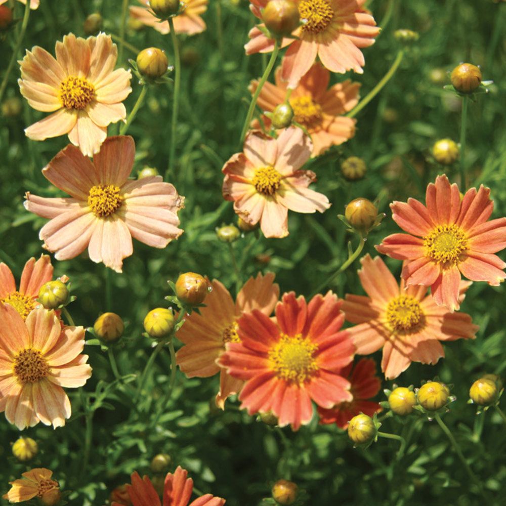 Coreopsis verticillata Crème Caramel™ White Flower Farm