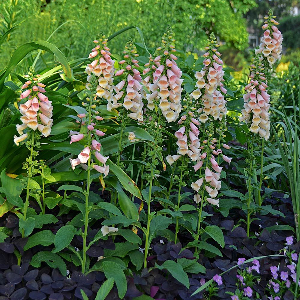 Digitalis purpurea Dalmatian Peach White Flower Farm