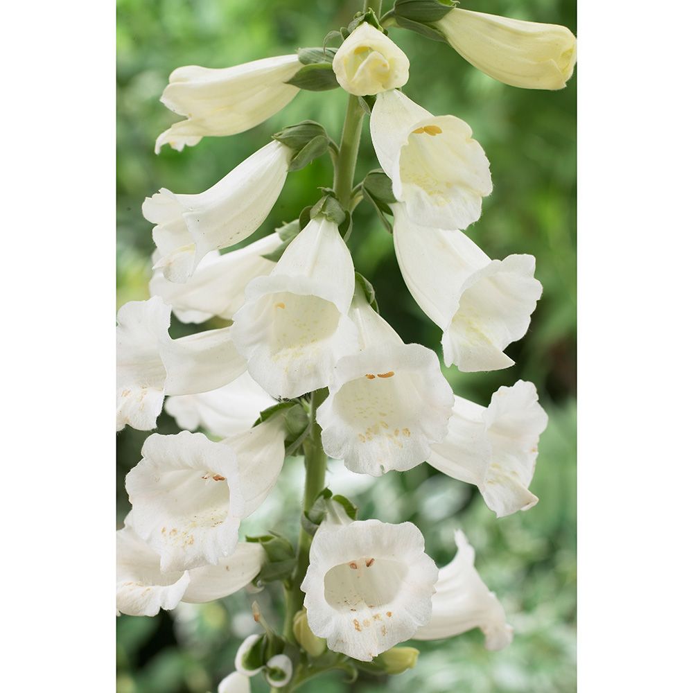Digitalis Camelot White White Flower Farm