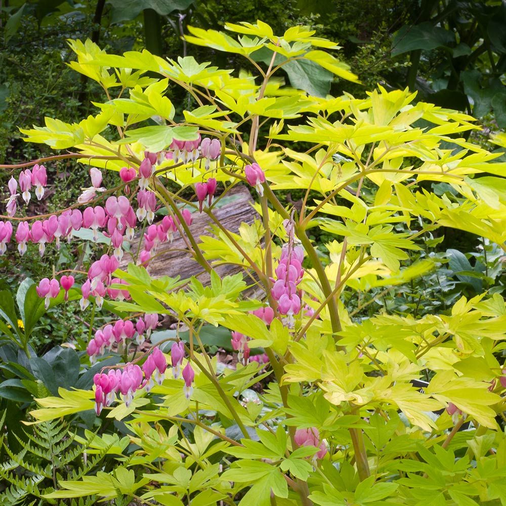 Dicentra spectabilis Yellow Leaf White Flower Farm
