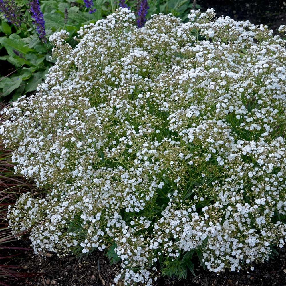 gypsophila paniculata festival breath star plants baby flowers perennials plant hardy perennial summer flower babys gardens small waltersgardens drought tolerant