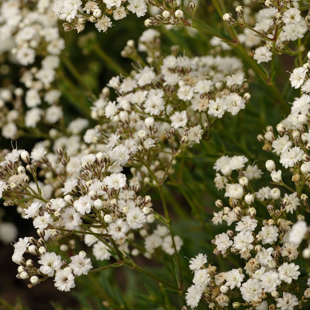 Gypsophila paniculata Festival Star® White Flower Farm
