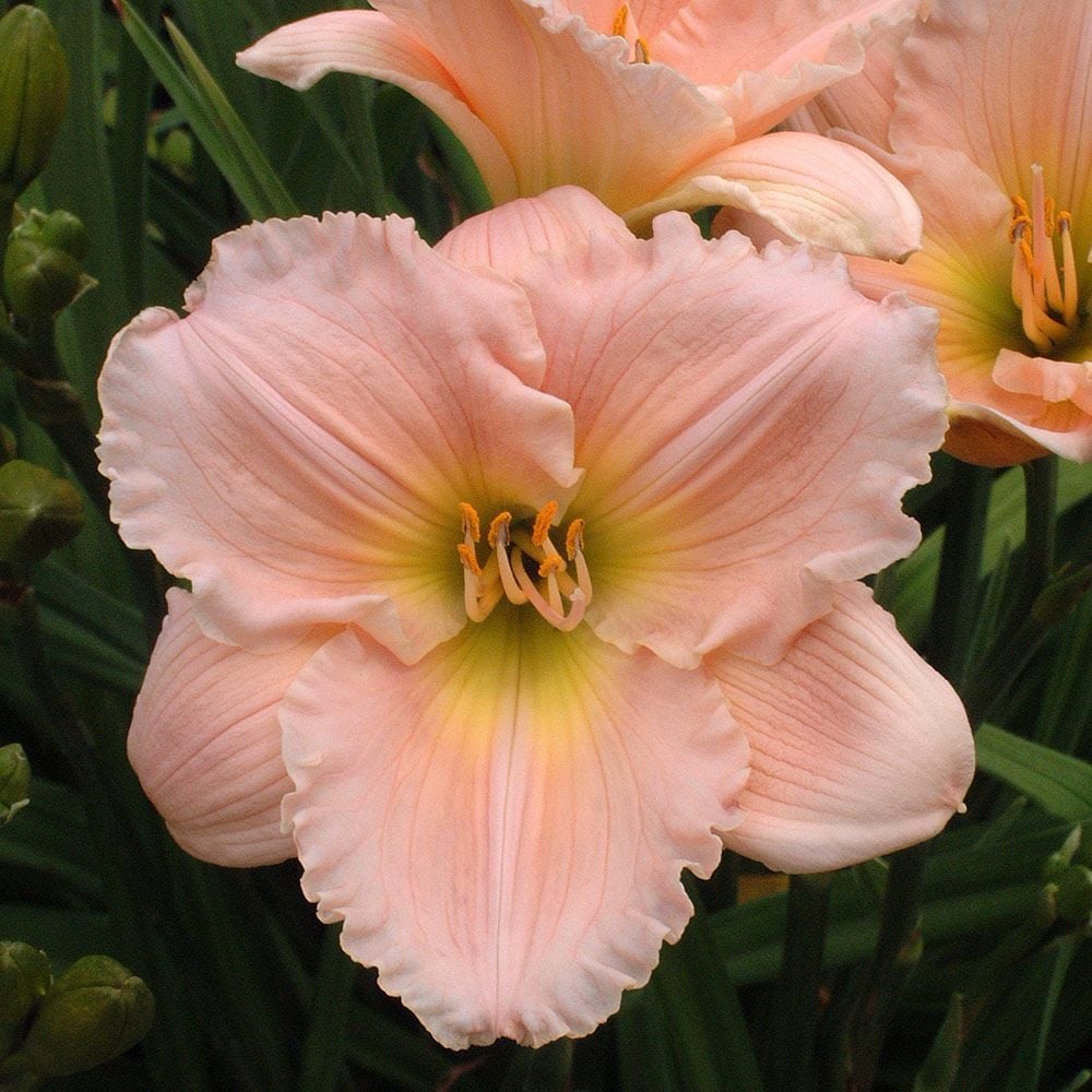 Hemerocallis Barbara Mitchell Reblooming White Flower Farm