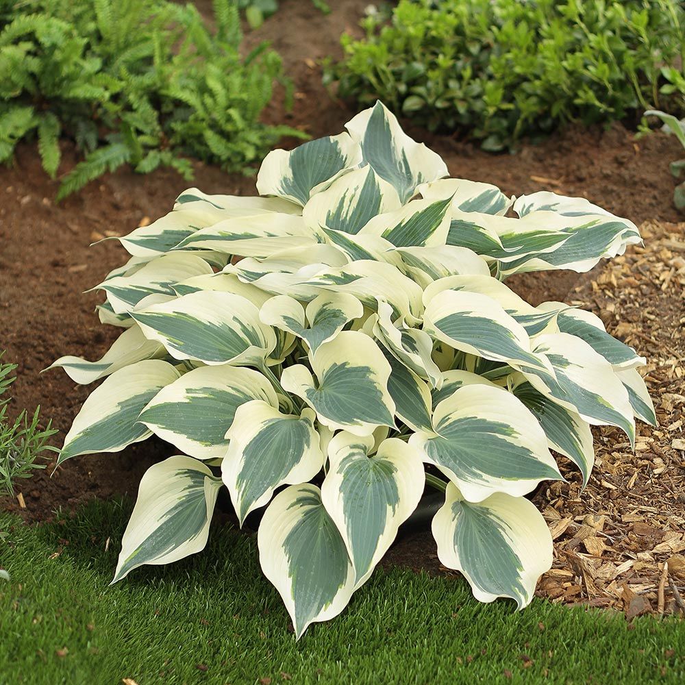 Hosta Firn Line | White Flower Farm