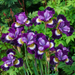  Iris sibirica 'Jewelled Crown'
