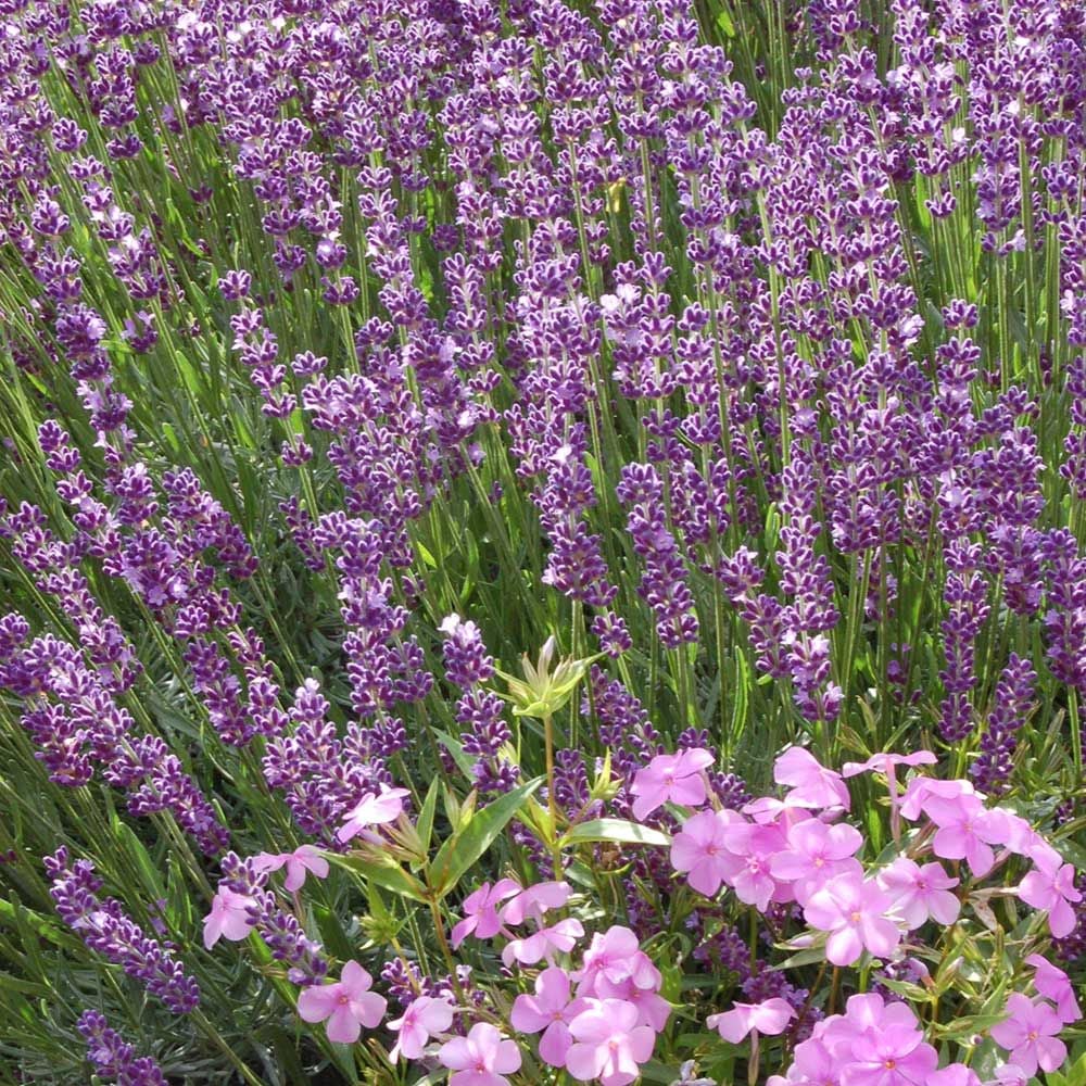 Lavender 'Big Time Blue' | White Flower Farm