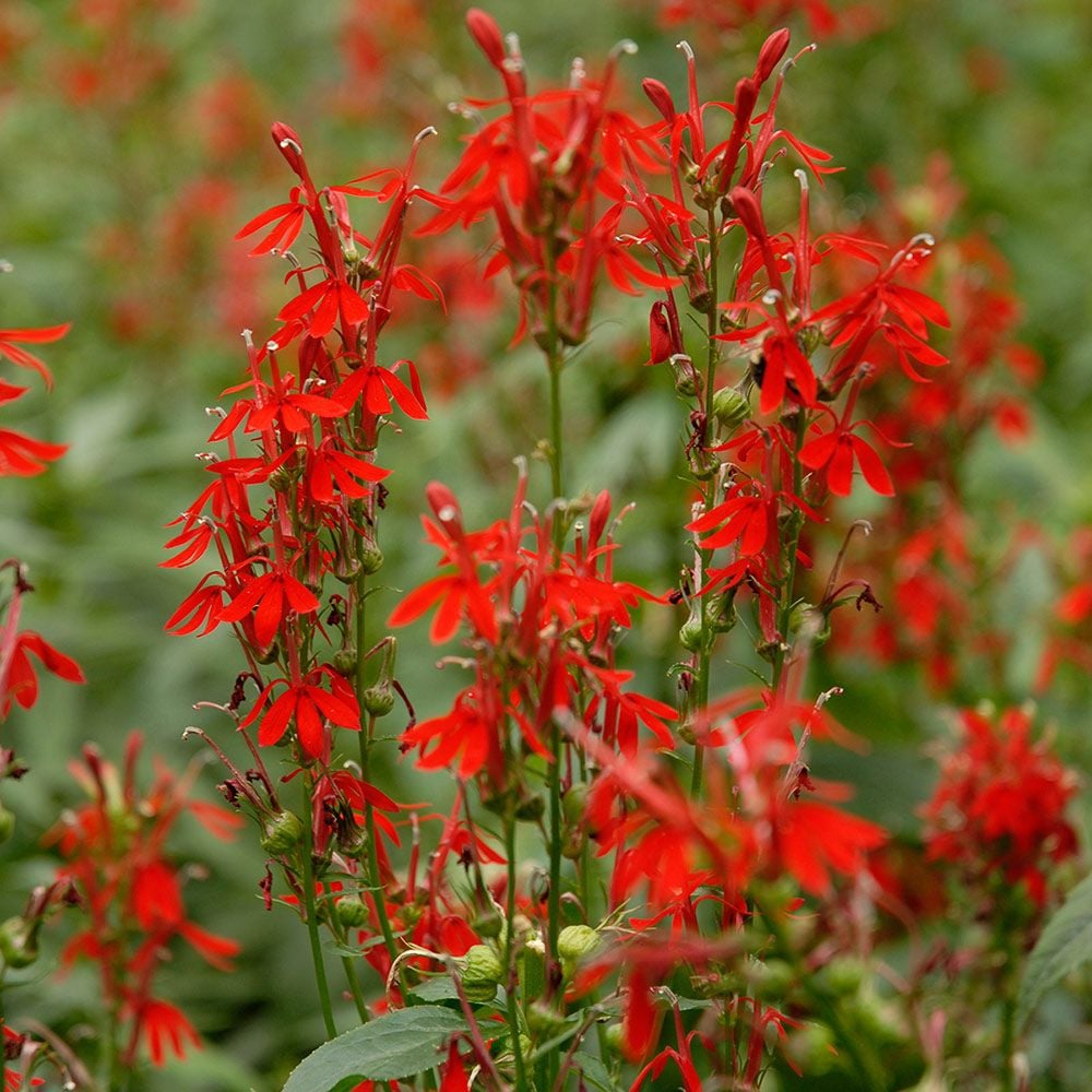 Lobelia cardinalis | White Flower Farm