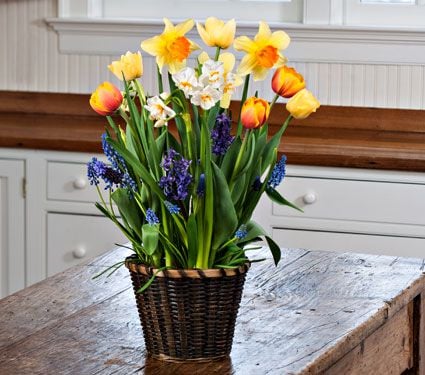 Breath of Spring Bulb Collection in medium woven basket