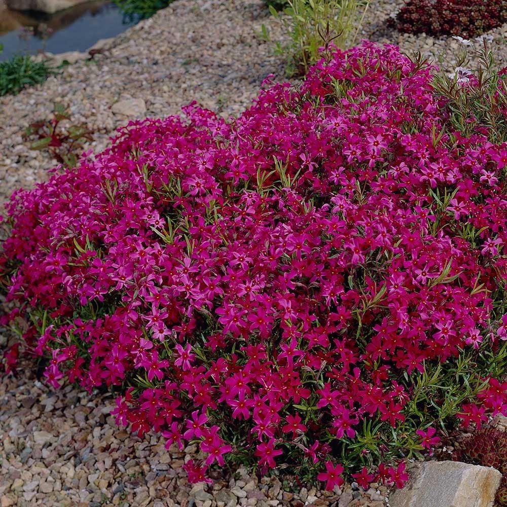 Phlox subulata 'Scarlet Flame'