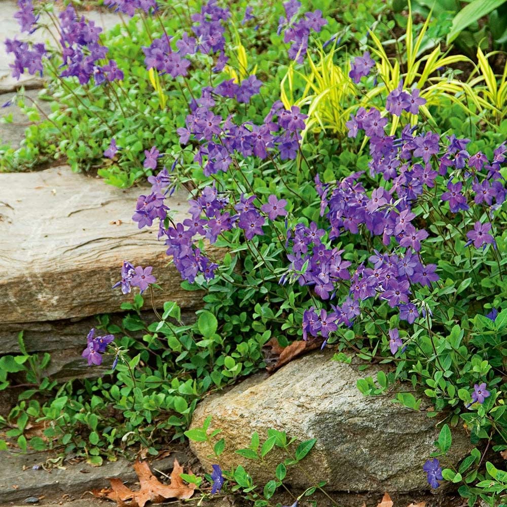 Phlox stolonifera 'Sherwood Purple'