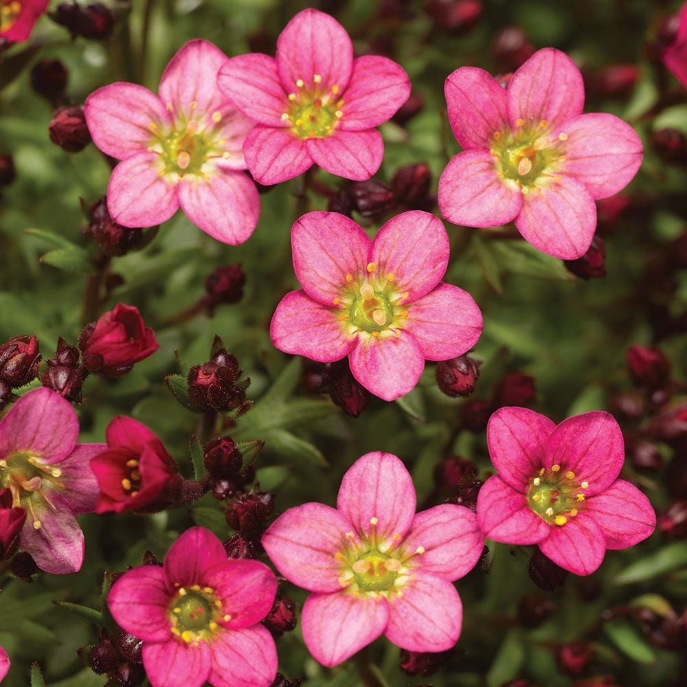 Saxifraga x arendsii Touran™ Pink White Flower Farm