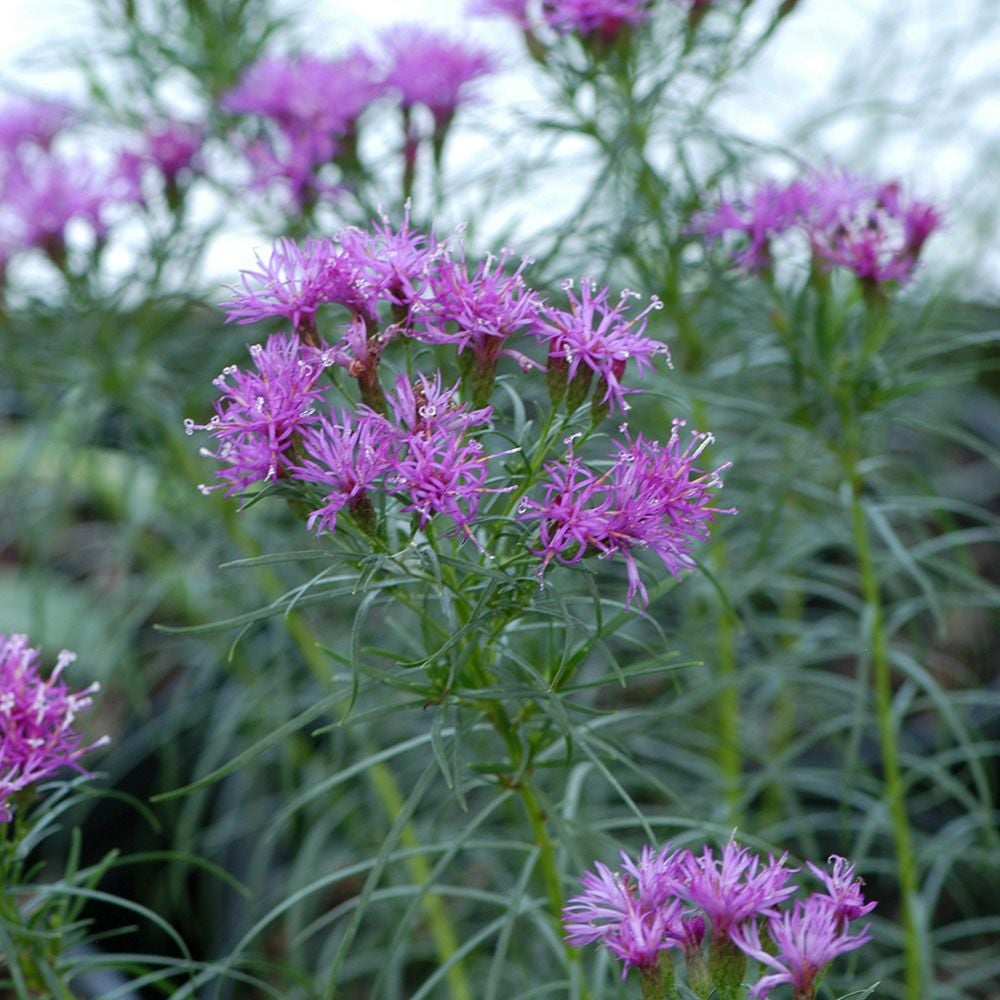 Vernonia lettermanii Iron Butterfly White Flower Farm