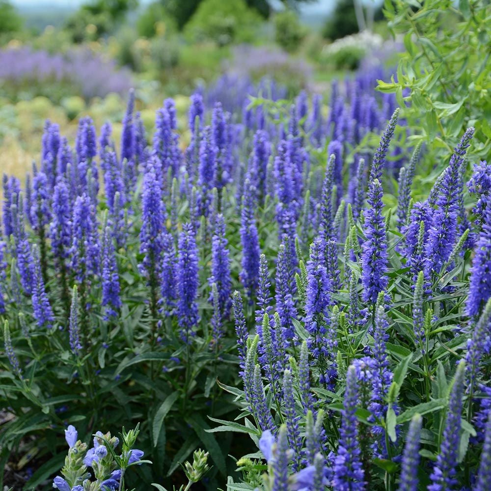 Veronica spicata Moody Blues® Dark Blue