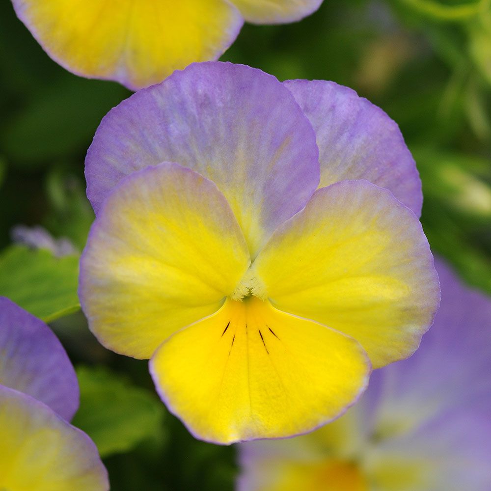 Viola Halo Lemon Frost White Flower Farm