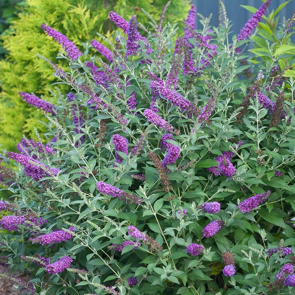 Buddleia 'Miss Violet' | White Flower Farm