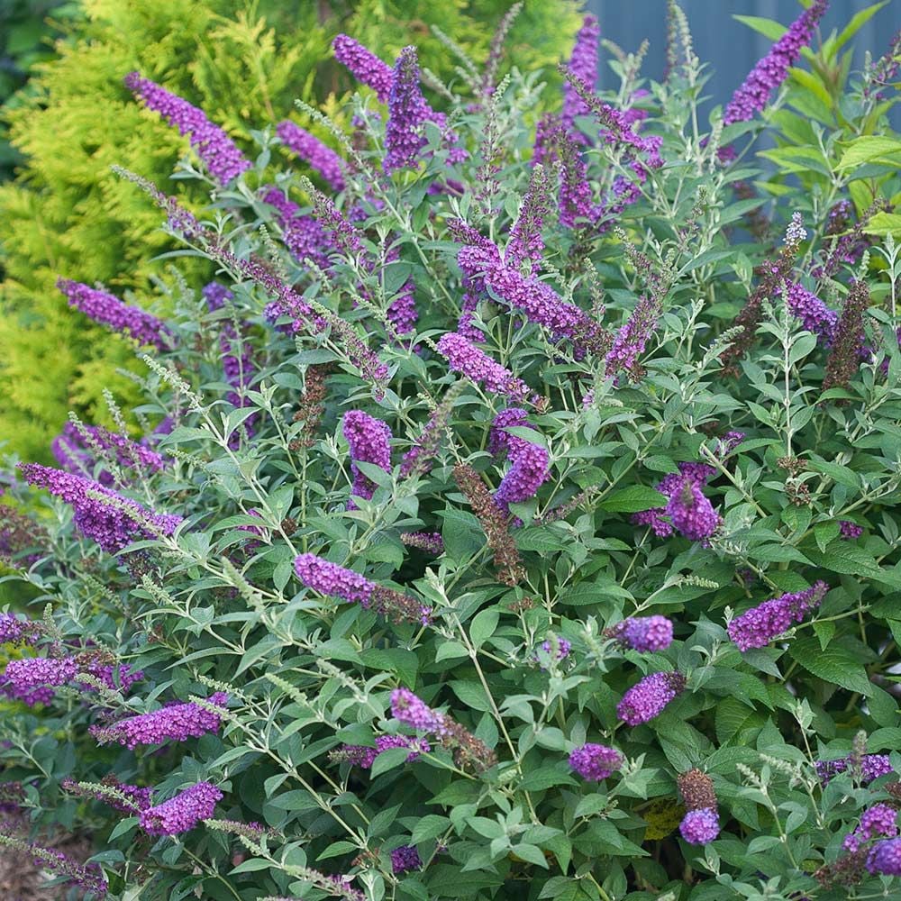 Buddleia 'Miss Violet'