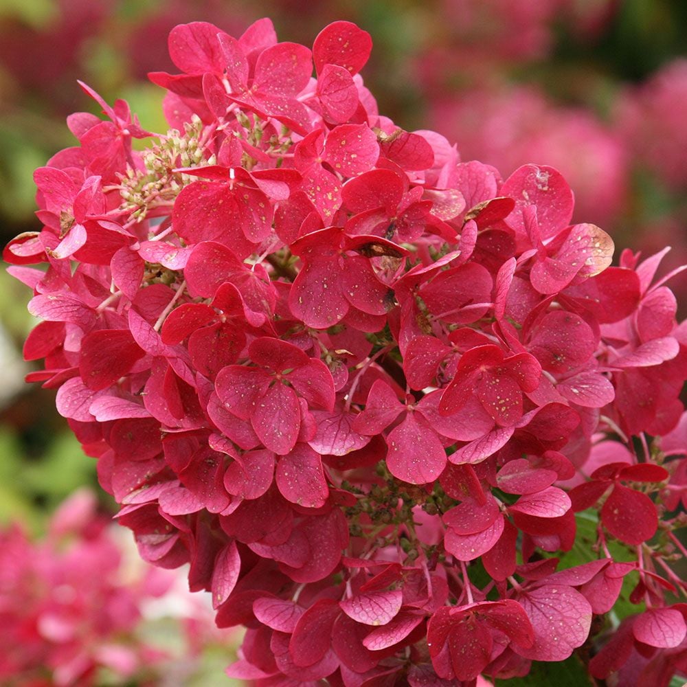 Hydrangea paniculata Diamond Rouge™ White Flower Farm