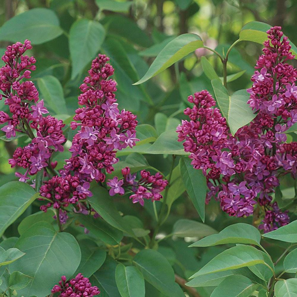 Syringa vulgaris 'Charles Joly'