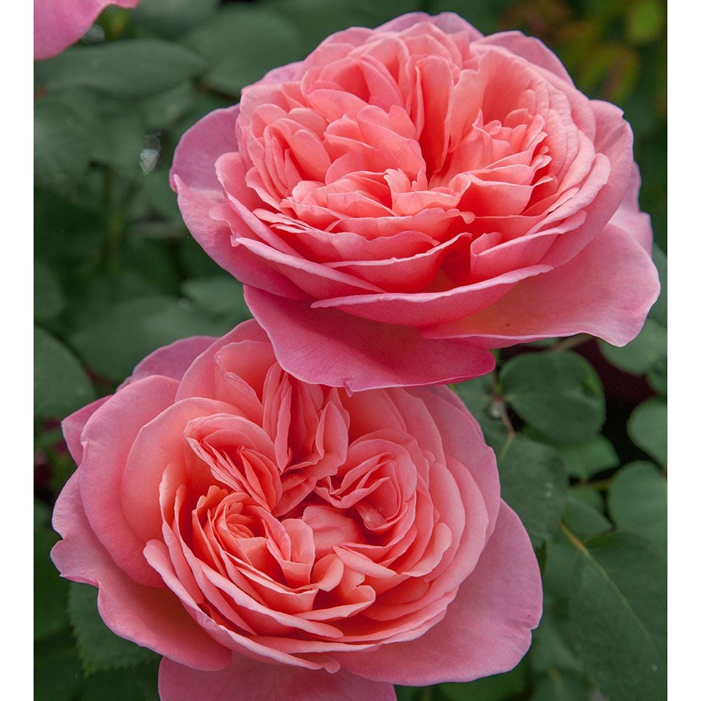 Rose Sweet Mademoiselle™ White Flower Farm