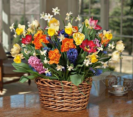 Round of Applause Bulb Collection in X-large woven vine basket