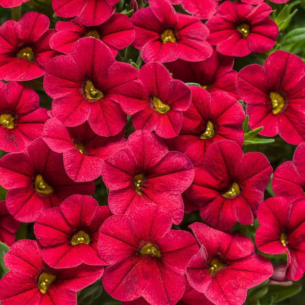 Calibrachoa Superbells® Red White Flower Farm