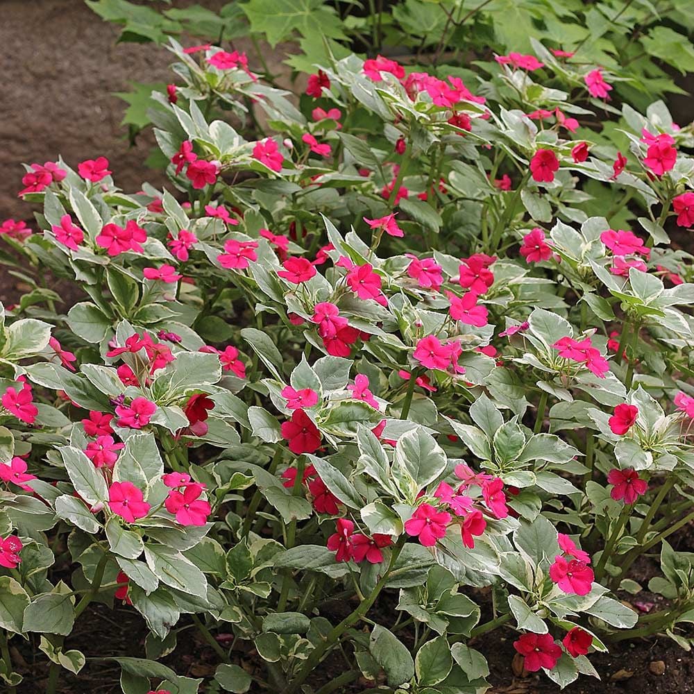 Impatiens walleriana 'Variegata'