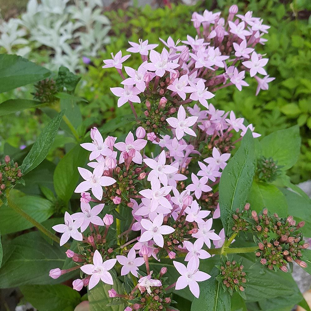 Pentas lanceolata Northern Lights® Lavender White Flower Farm