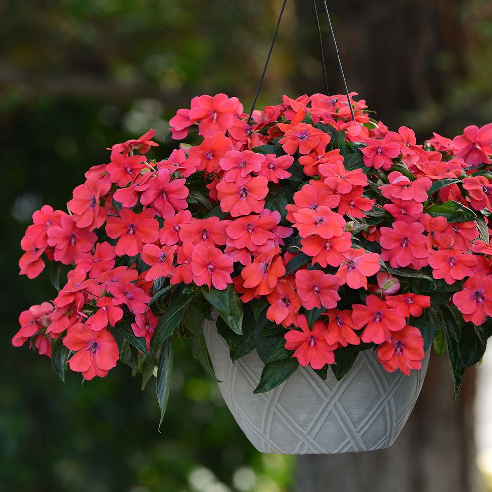 Impatiens Bounce™ Bright Coral White Flower Farm