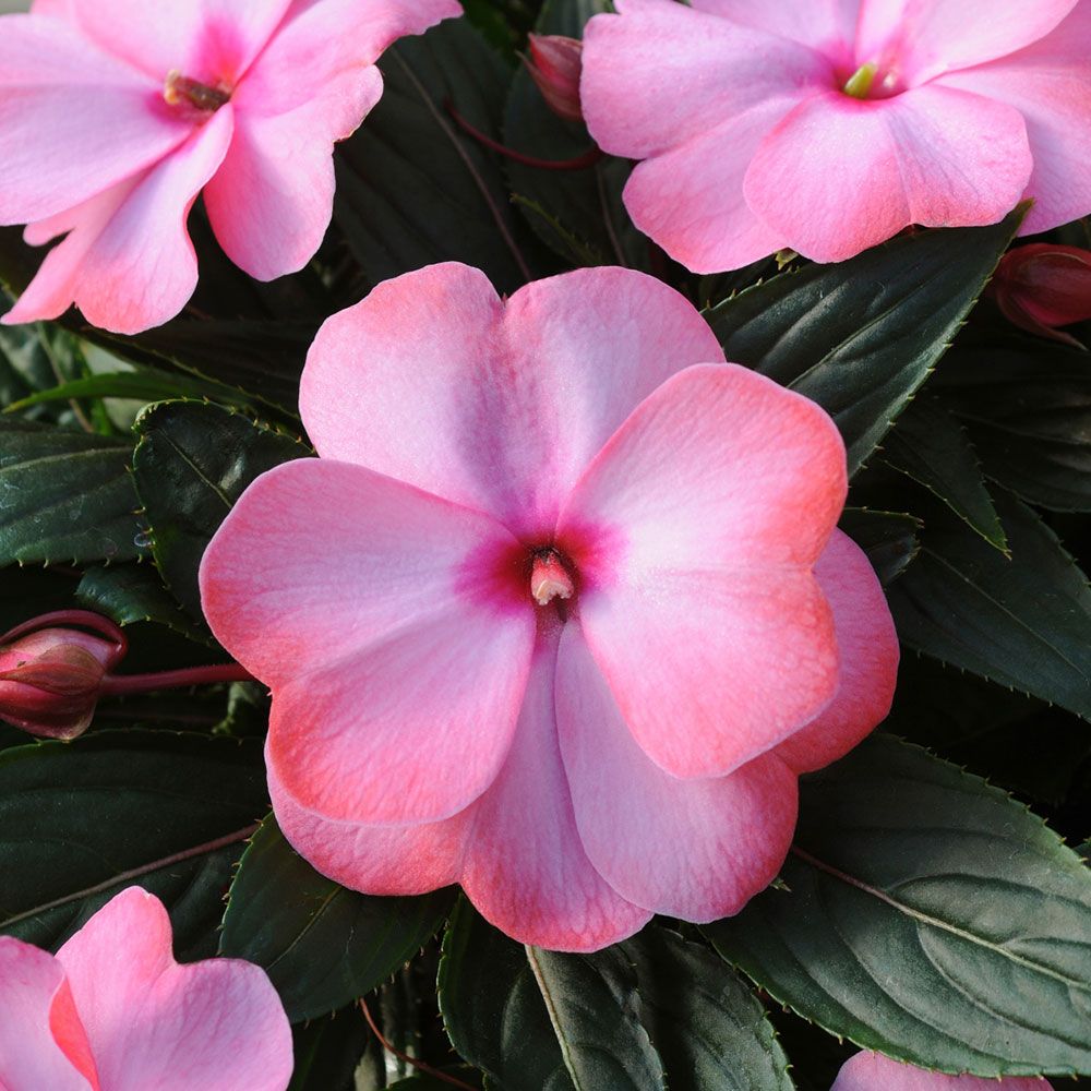 Impatiens Clockwork™ Appleblossom White Flower Farm