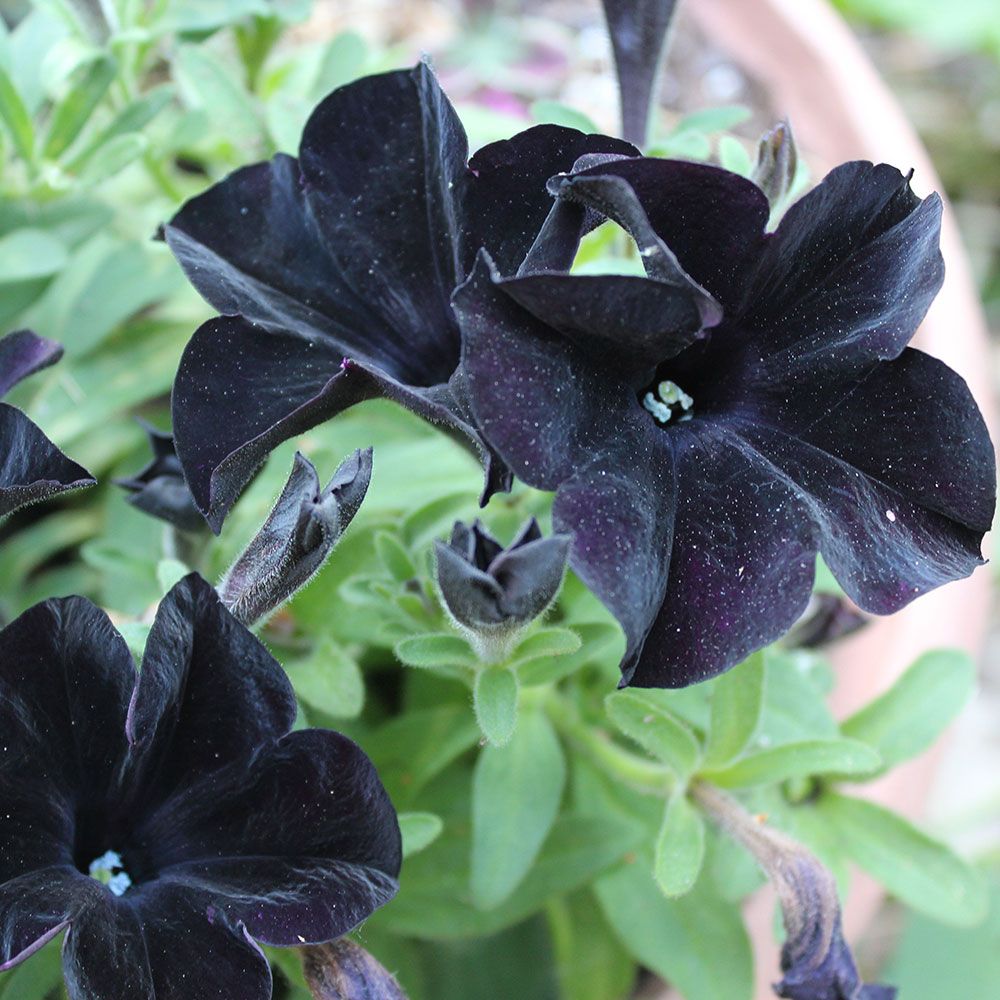Petunia Black Ray™ | White Flower Farm