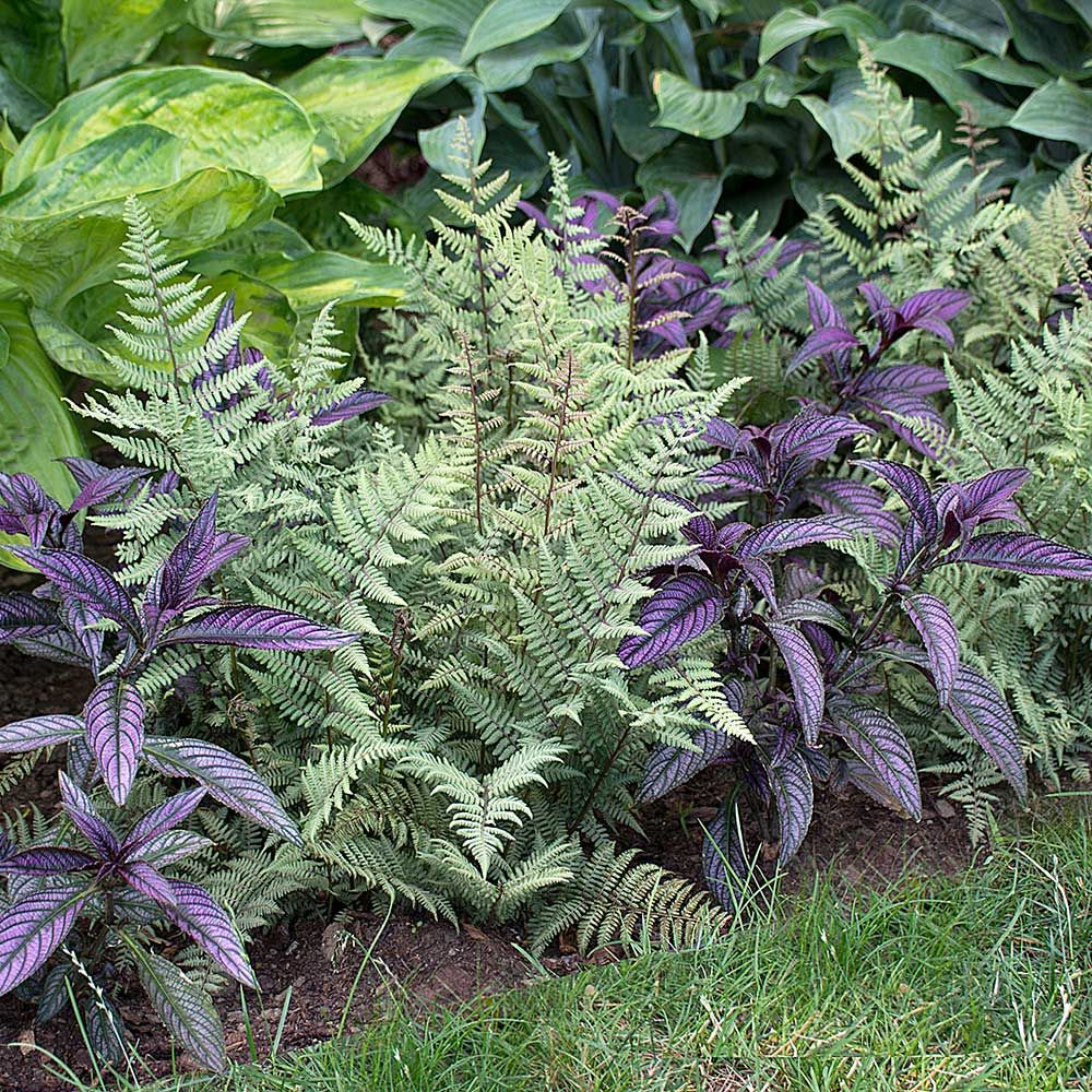 purple harmony