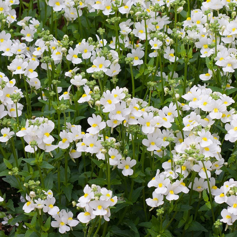 Nemesia fruticans Nesia™ White White Flower Farm