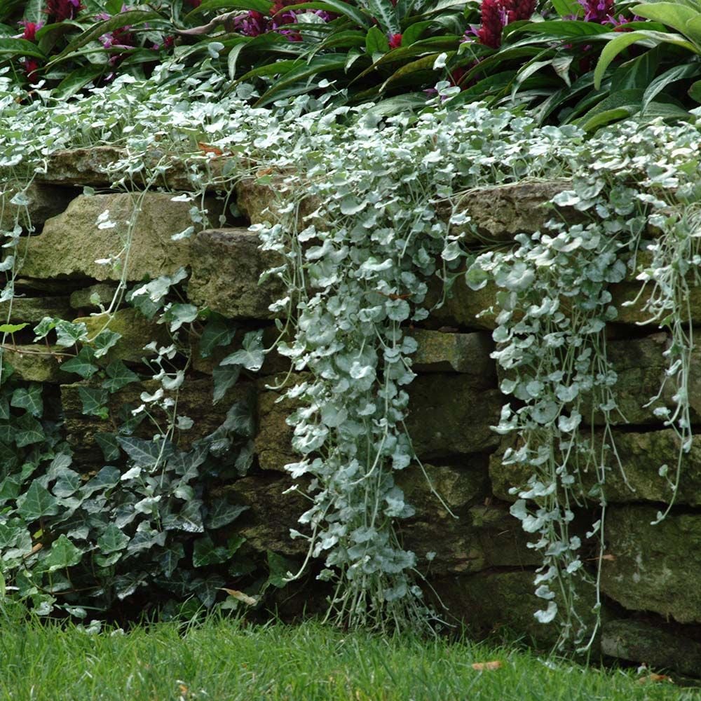 Dichondra argentea Silver Falls White Flower Farm