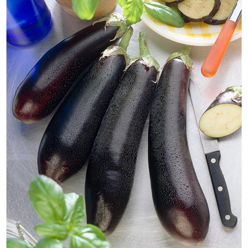 Eggplant Shikou White Flower Farm