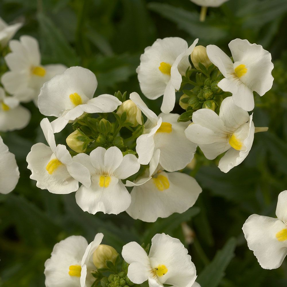 Nemesia fruticans Nesia™ White White Flower Farm