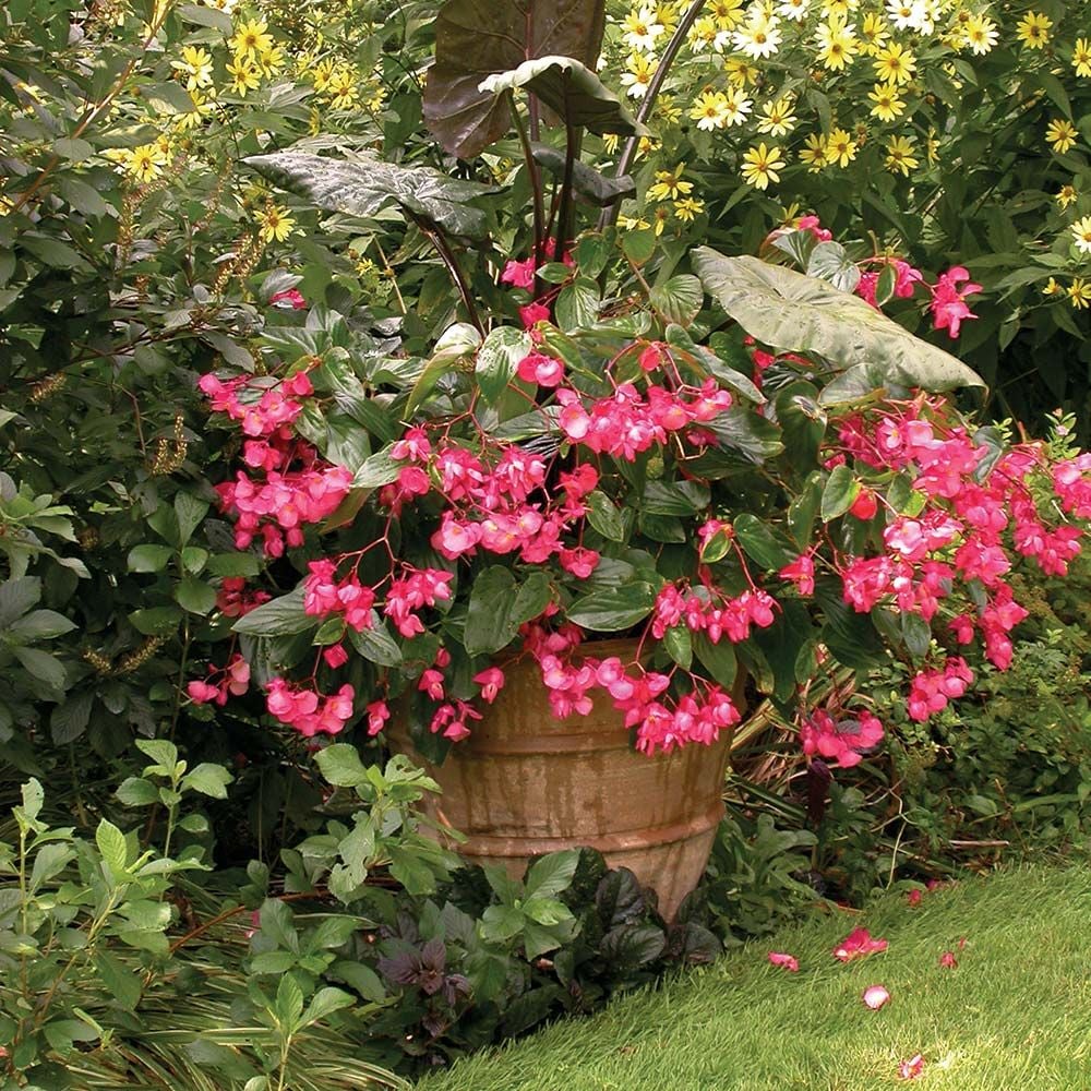 begonia dragon wing pink flower farm whiteflowerfarm