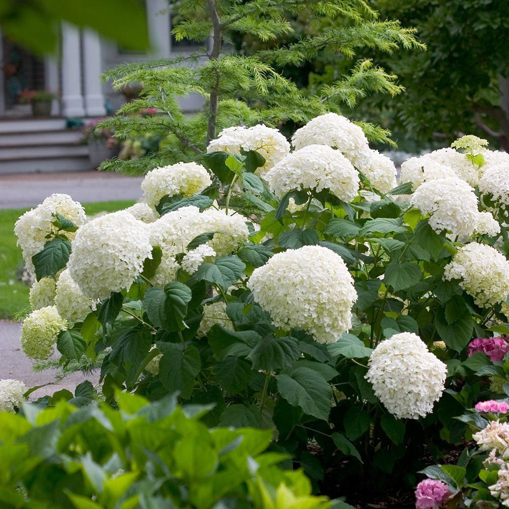 Hydrangea arborescens Incrediball® White Flower Farm