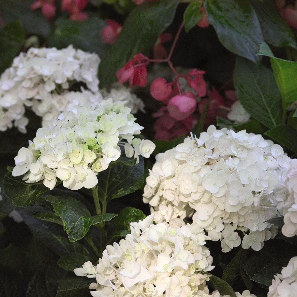 Hydrangea macrophylla Blushing Bride White Flower Farm