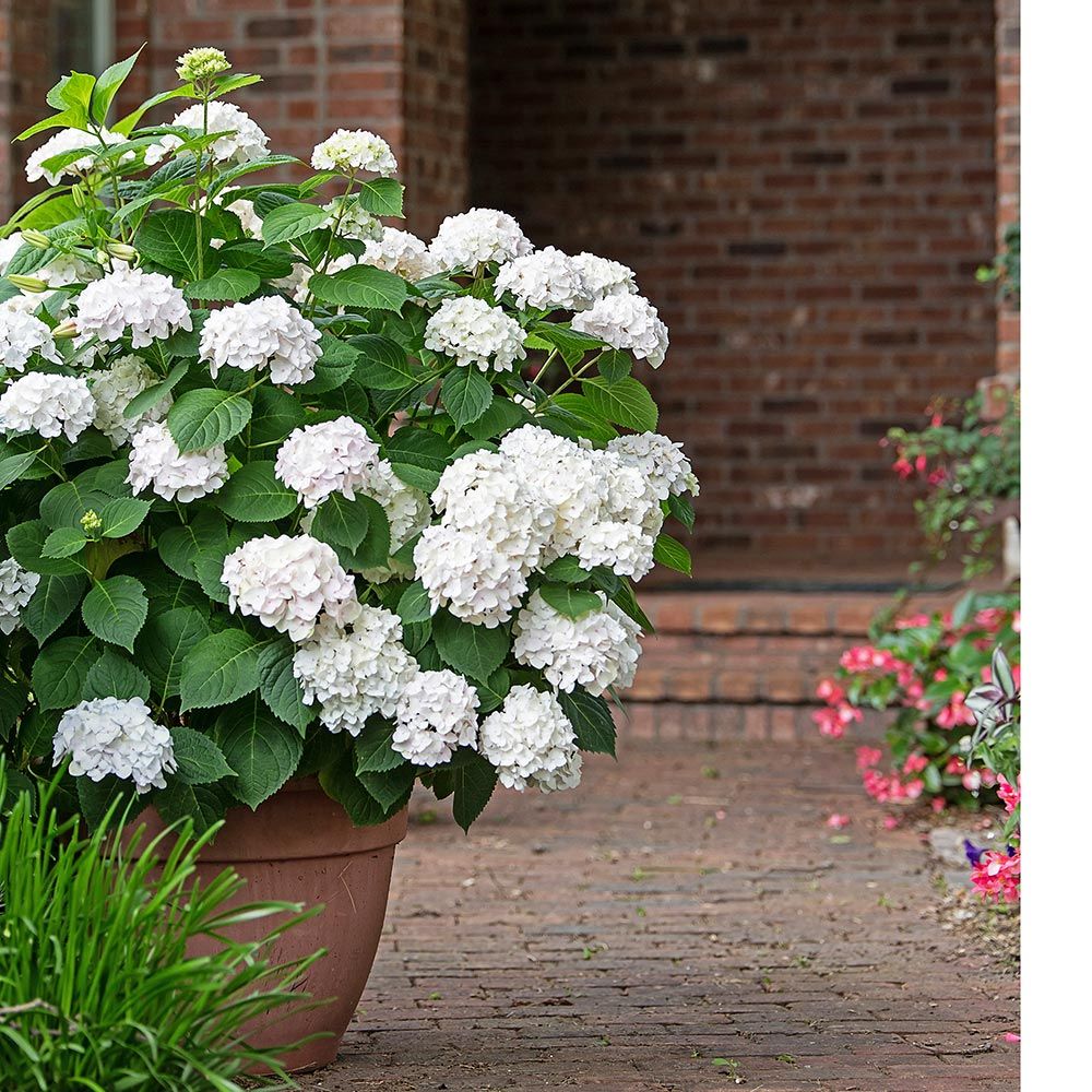 Hydrangea macrophylla Blushing Bride White Flower Farm