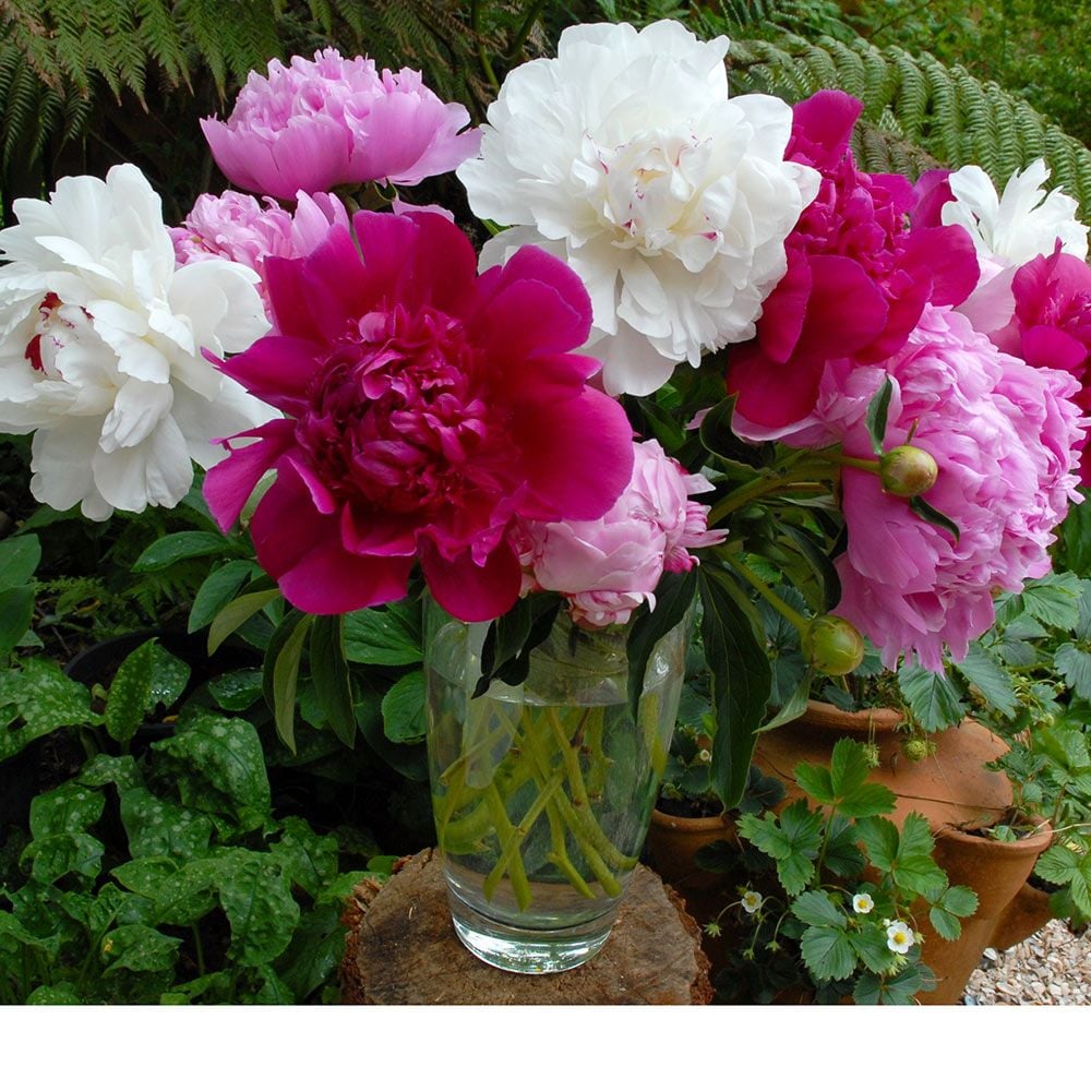 Oldtime Peony Collection White Flower Farm