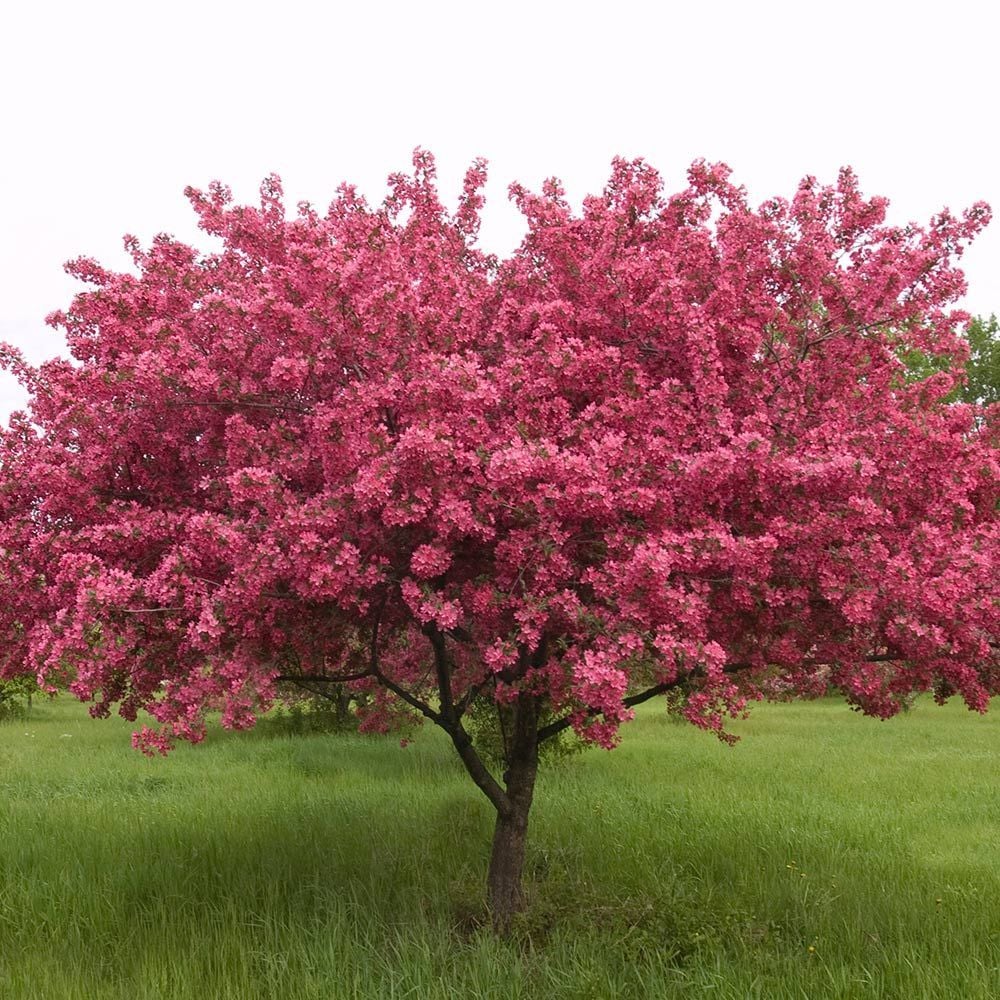 crabapple malus prairifire red tree flower flowering trees pink whiteflowerfarm prairie spring fire snow farm popular most shrub splendor