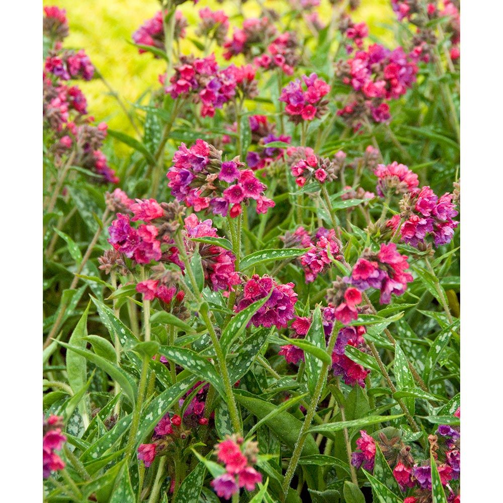 raspberry splash plant care