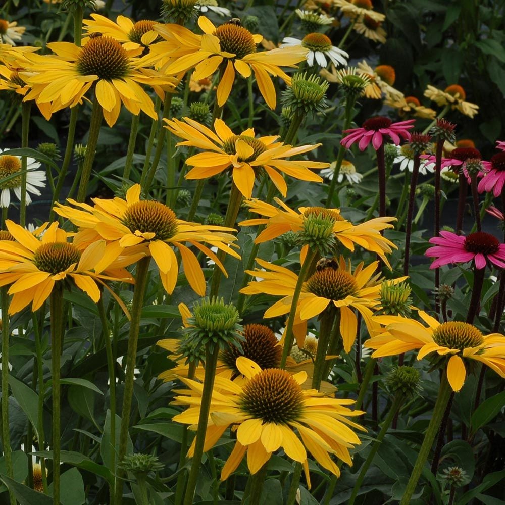 Echinacea Prairie Pillars™ 'Leilani' White Flower Farm