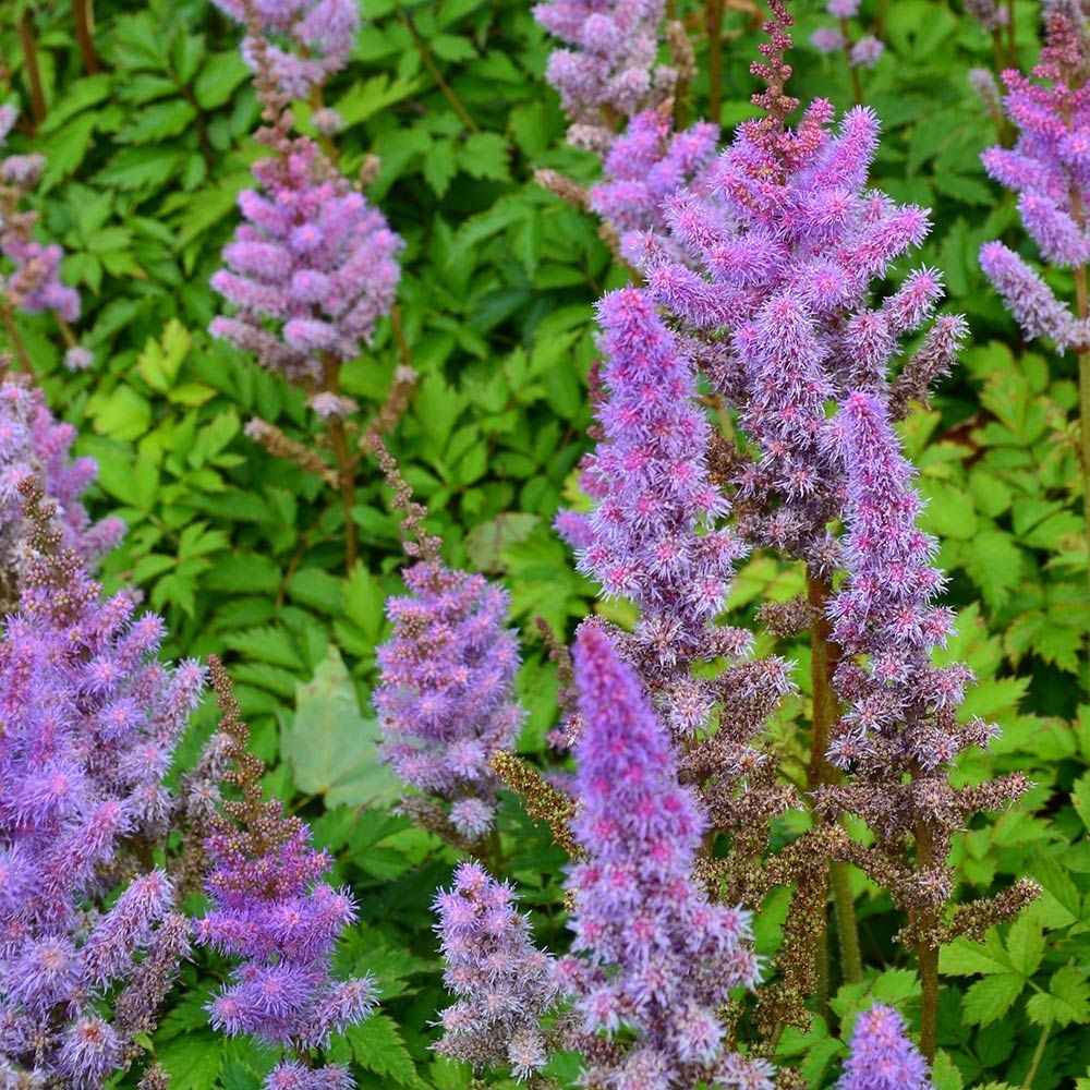 Astilbe chinensis pumila White Flower Farm