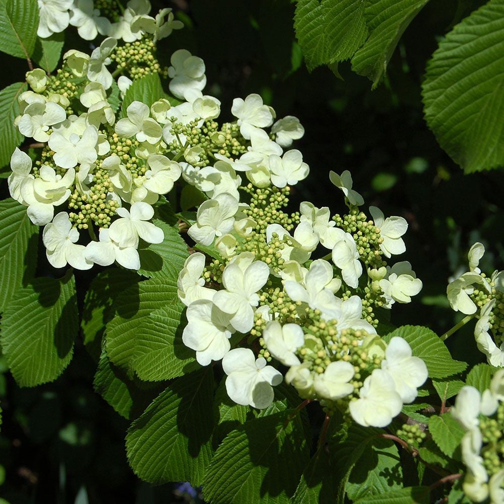 Viburnum plicatum tomentosum 'Shasta' White Flower Farm
