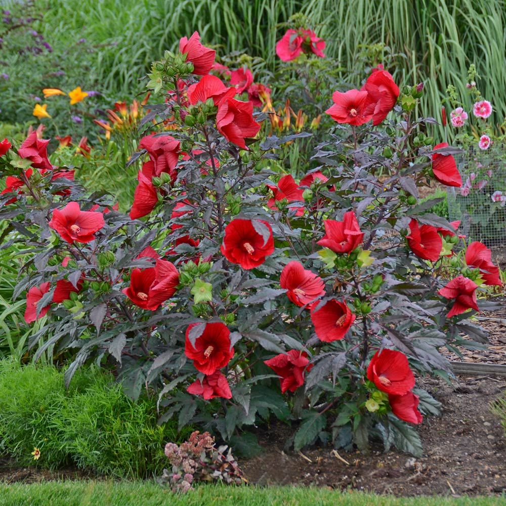 Hibiscus Midnight Marvel White Flower Farm