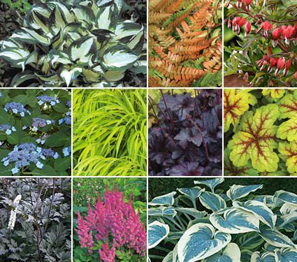 Classic Preplanned Perennial Gardens | White Flower Farm
