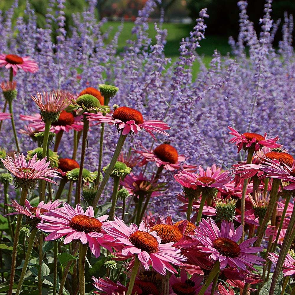 Echinacea purpurea Ruby Giant | White Flower Farm